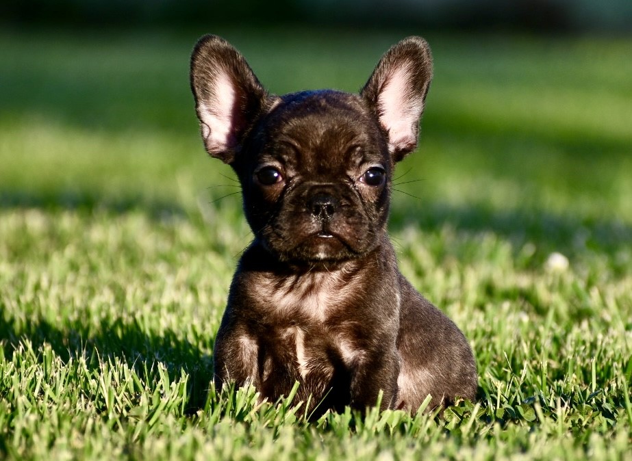 Alison ~ Cute AKC Black Brindle Female French Bulldog!!