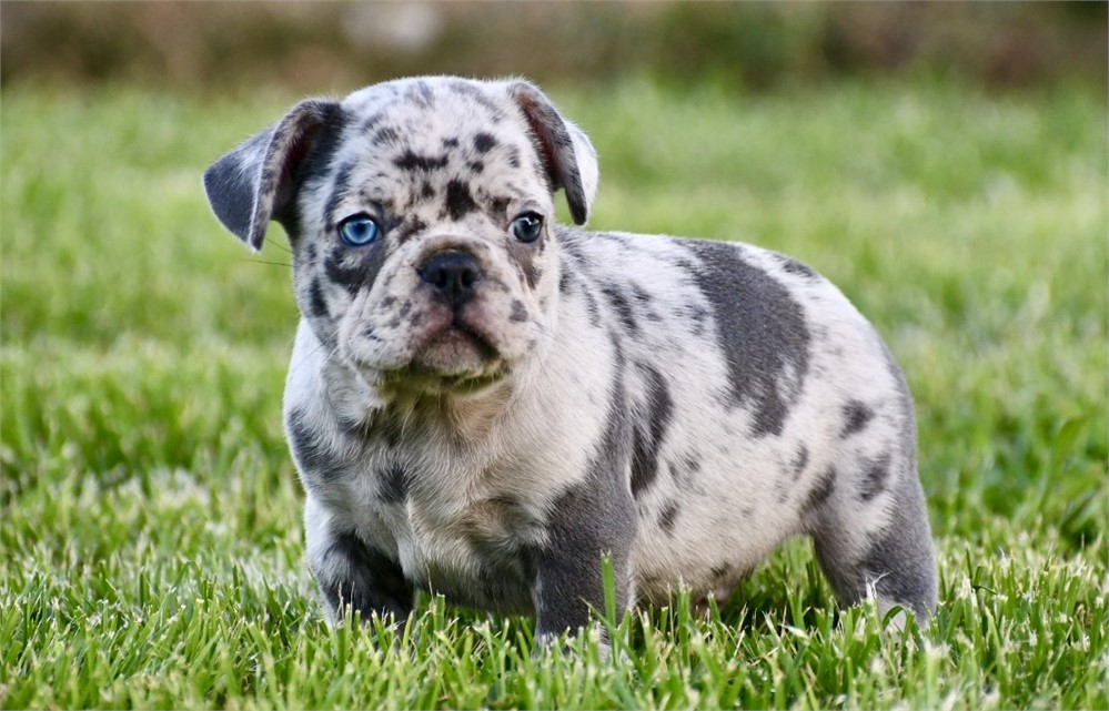 Jameson ~ Stunning AKC Merle Male French Bulldog!!