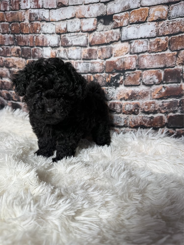F2 mini golden doodle female