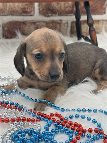 Handsome Male AKC Dachshund