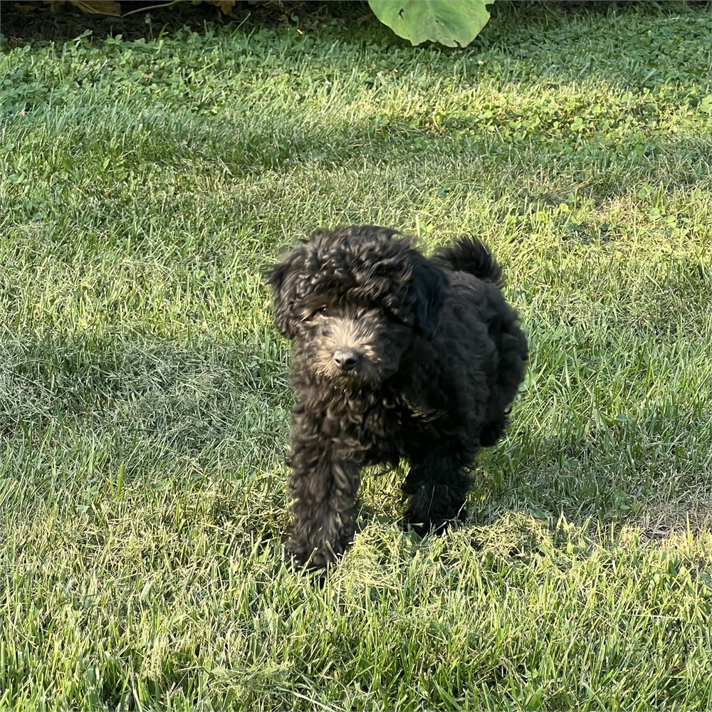 Maltipoo Male
