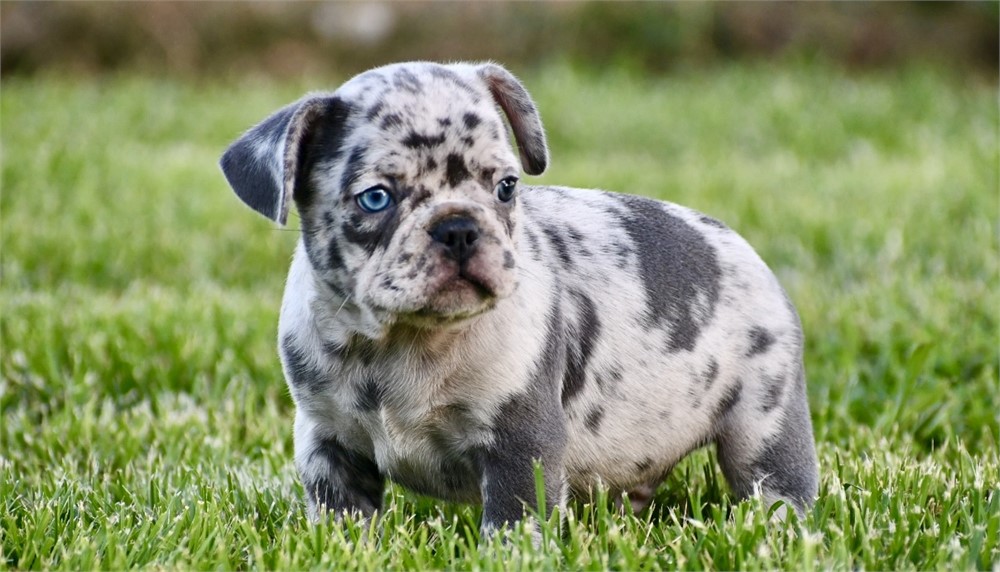 Jameson ~ Stunning AKC Merle Male French Bulldog!!