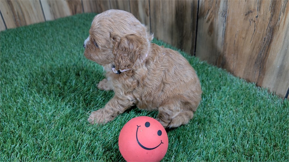 Red Cavapoo Female