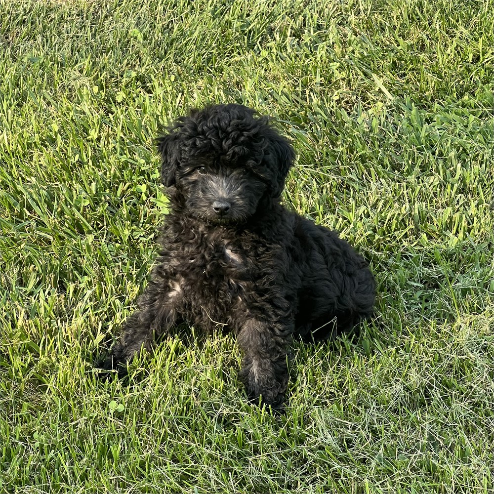 Maltipoo Male