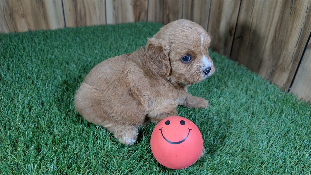 Red Cavapoo Female