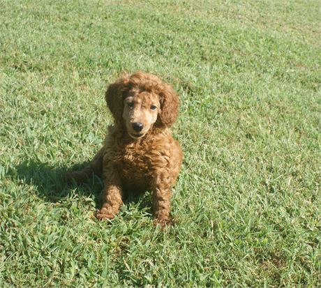 Female Moyen Poodle
