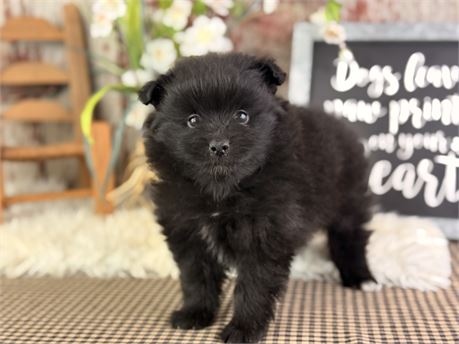 Black Pomeranian - Jojo