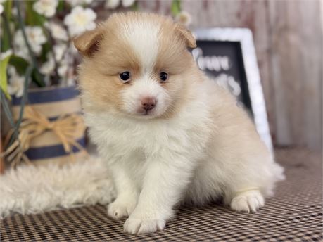 Cream & White Pomeranian - Emerson