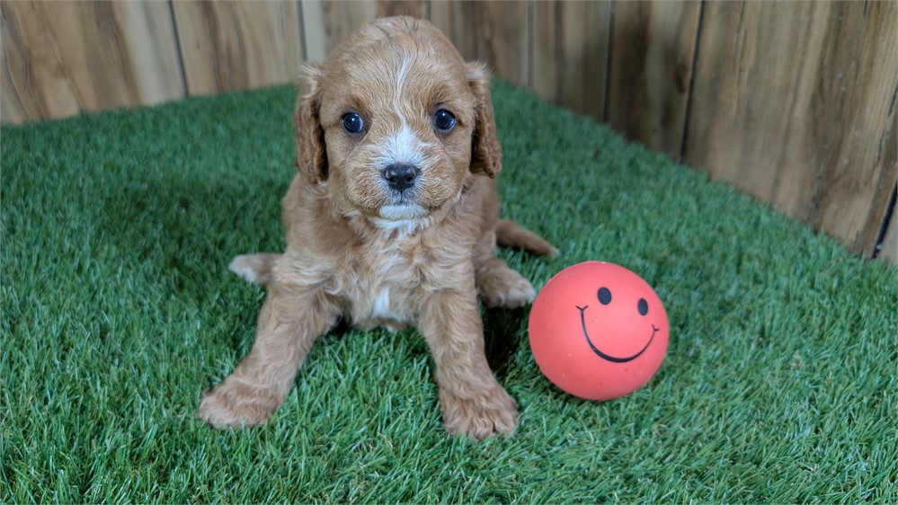 Red Cavapoo Female
