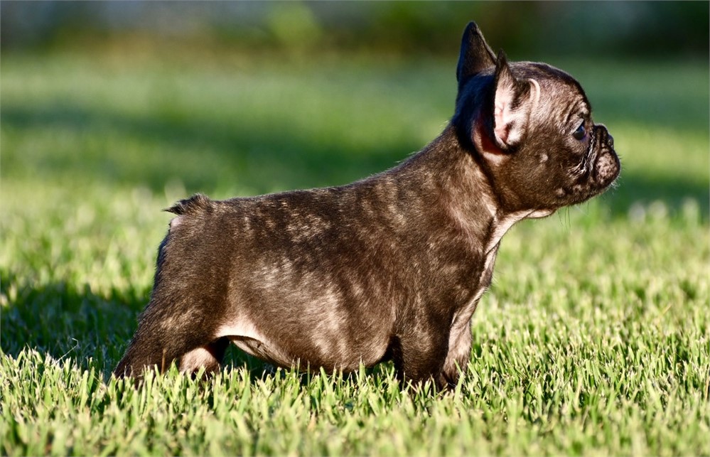 Alison ~ Cute AKC Black Brindle Female French Bulldog!!