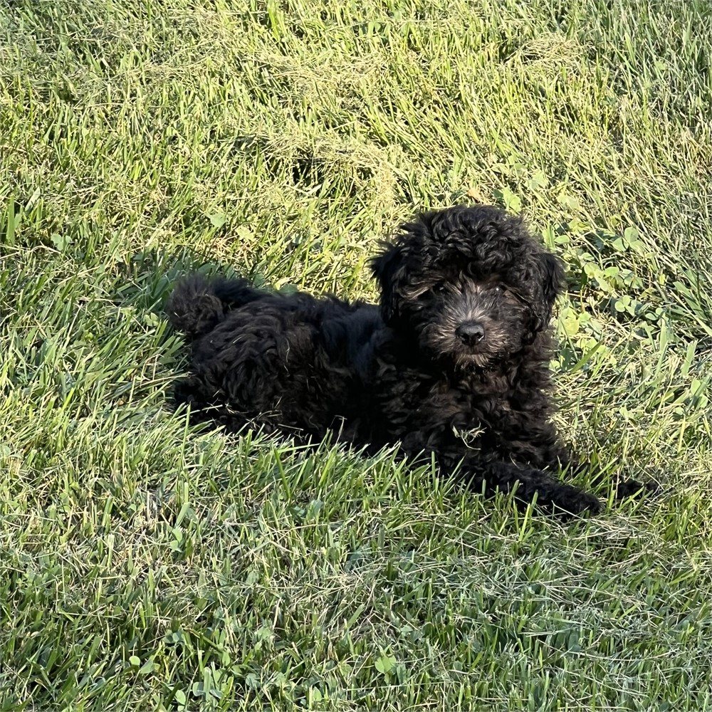 Maltipoo Male