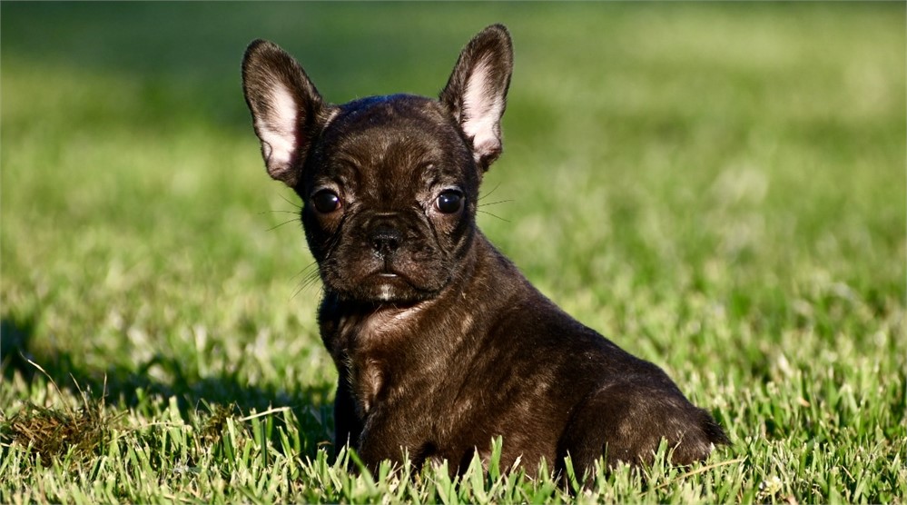 Alison ~ Cute AKC Black Brindle Female French Bulldog!!