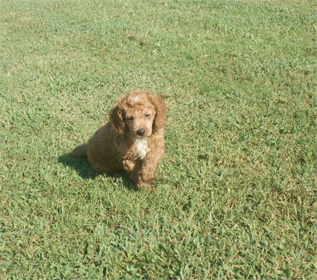 Female Moyen Poodle