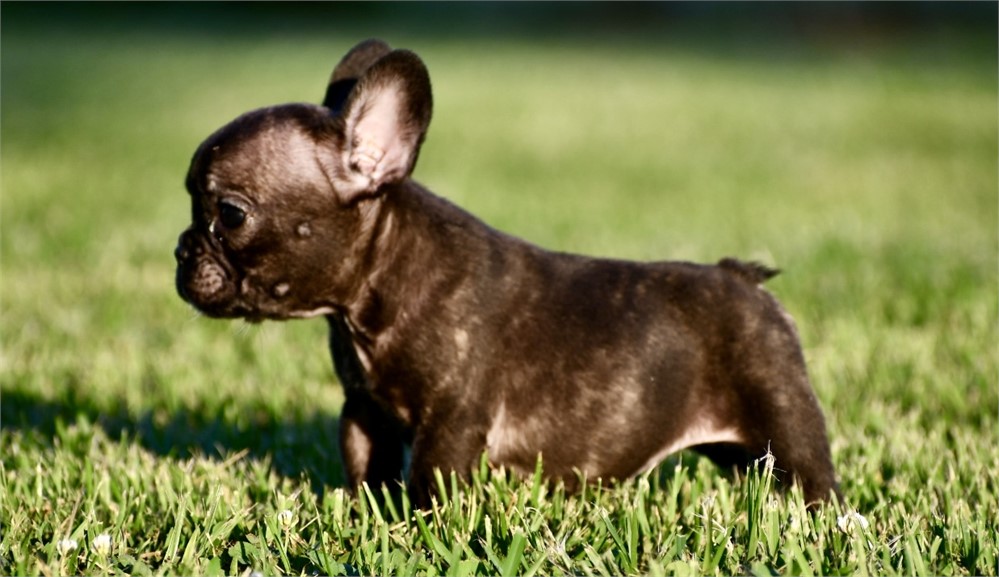 Alison ~ Cute AKC Black Brindle Female French Bulldog!!