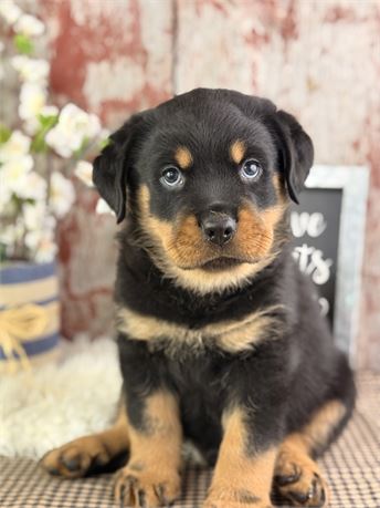 Male Rottie - Titus