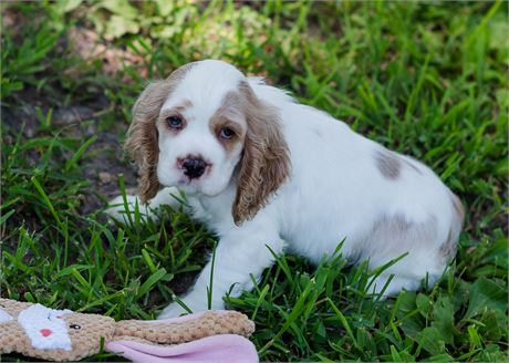 Daisy