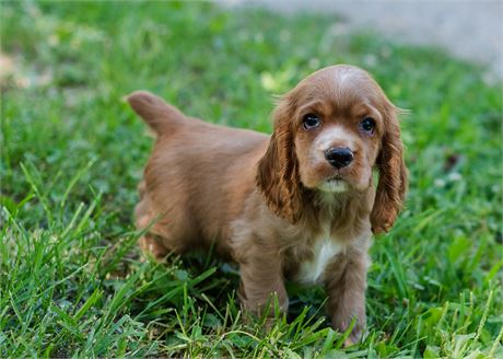 Copper