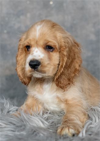 Simba