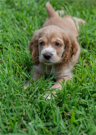 Bella