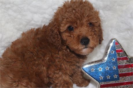 Toy poodle Boy 5908