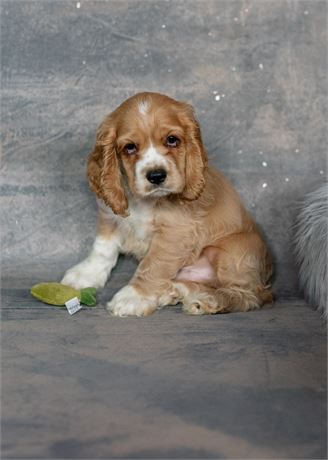 Tucker