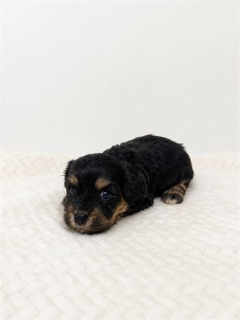 Male CavaChon