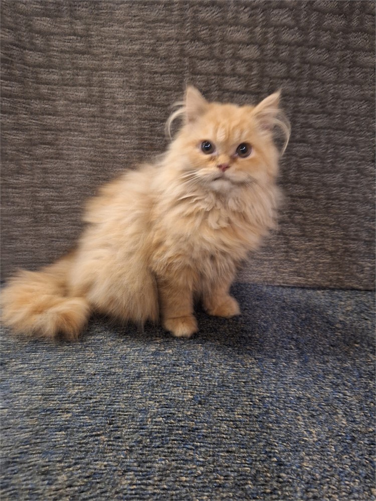 Persian red tabby female