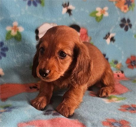 Adorable Puppy - #1