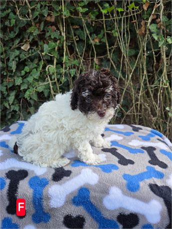 CK'S's TRUFFLES PRECIOUS POODLES F#1 2.2 LBS