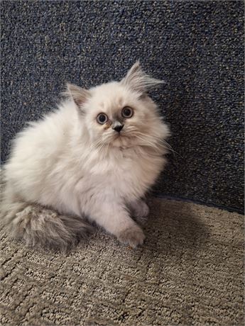 Himalayan Blue-point female