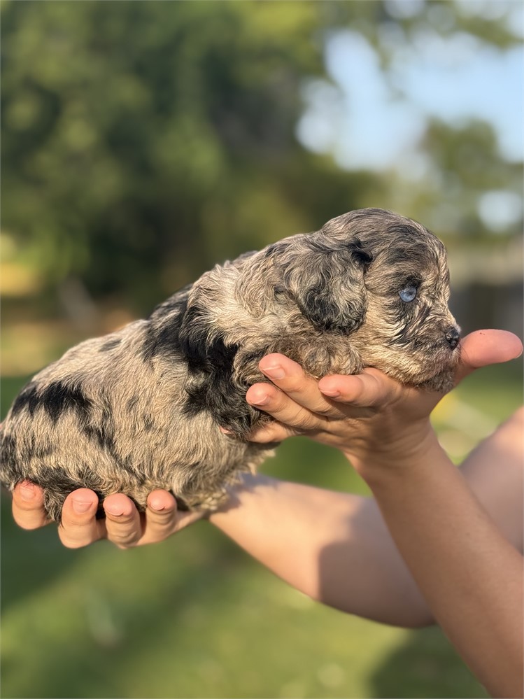 ACHC Merle Female
