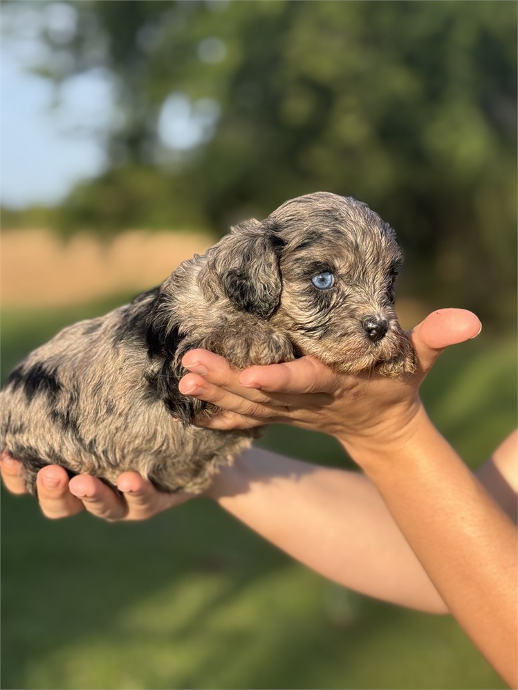ACHC Merle Female