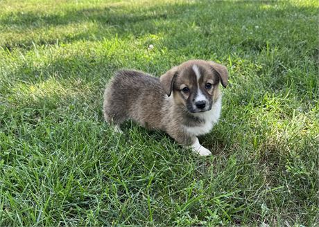 Adorable Pembroke Female