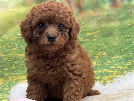 Red mini poodle male