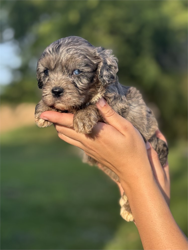 ACHC Merle Female