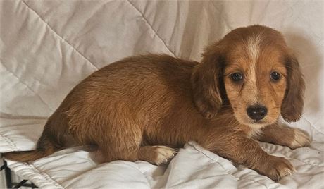 Adorable Puppy - #3
