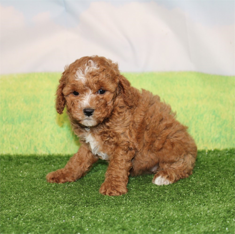 ICA Cavapoo female 784