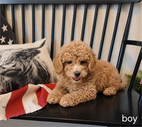 Poodle Baby 4