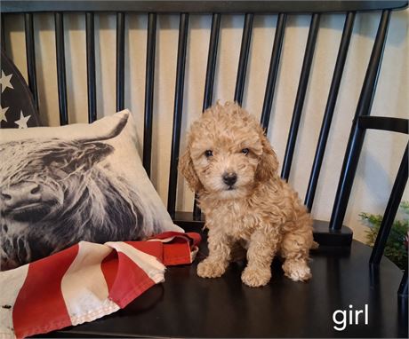 Poodle Baby 2