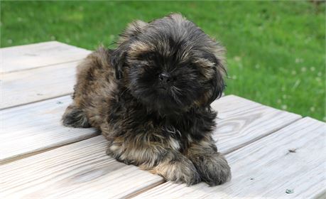 Bentley--Male Brindle Shih Tzu  UABR