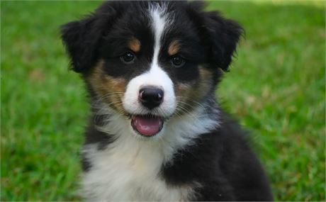 Full Australian Shepard Aussie Registered Male