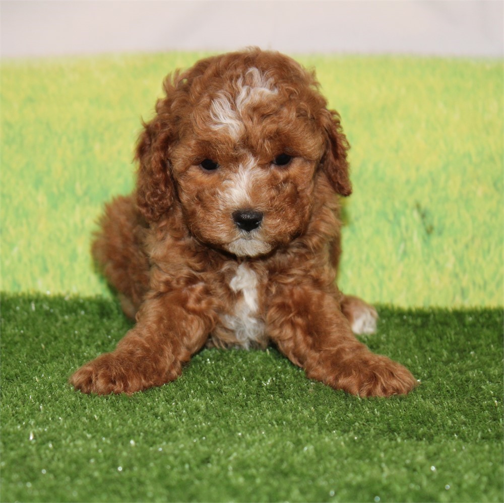 ICA Cavapoo female 784