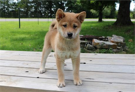 Blaze--Red Female Shiba Inu  UABR