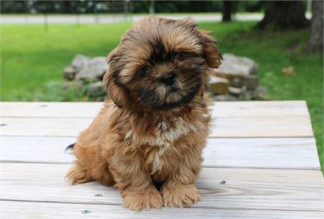 Beatrice--Female Red Shih Tzu  UABR