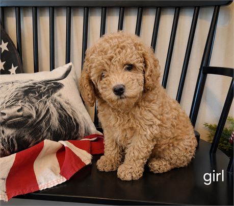 Poodle Baby 3