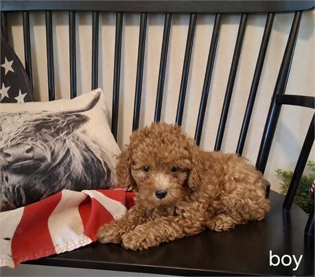 Poodle Baby 1