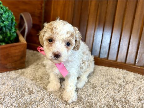 Registered Toy Poodles!