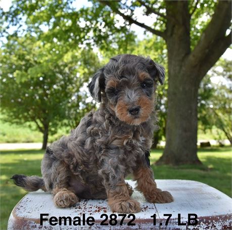 Phantom Blue Merle w/ Red Points - #2872