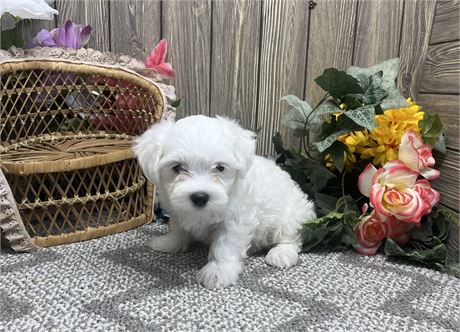 Male Maltese