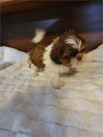 Tiny Male Shihtzu